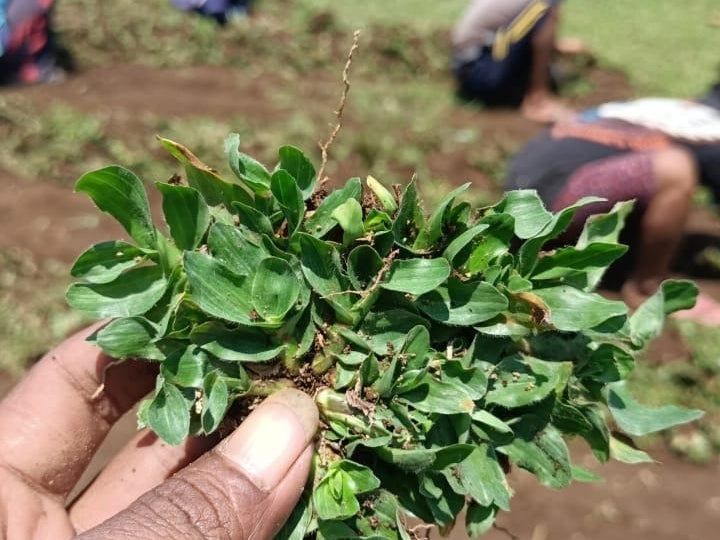 Jual Rumput Gajah Mini Jogja