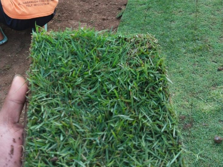 Rumput Jepang