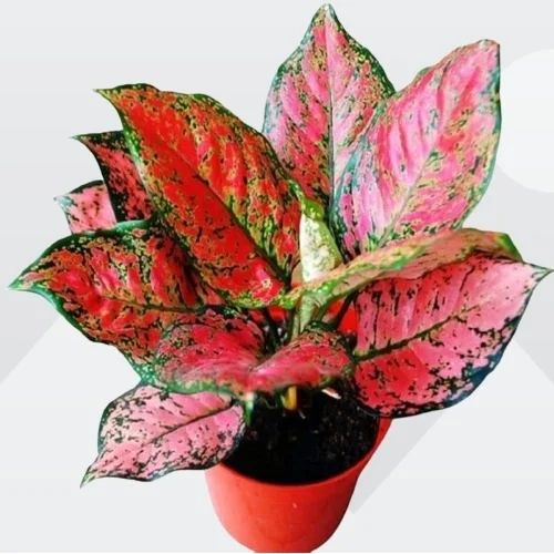Tanaman Hias Aglaonema