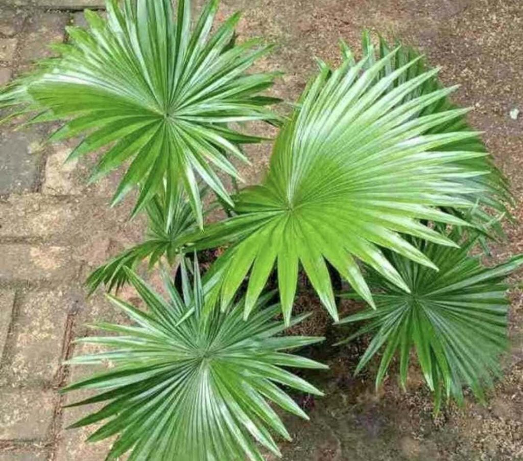 Jenis Pohon Palem