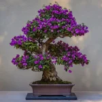 Jenis Tanaman Bonsai