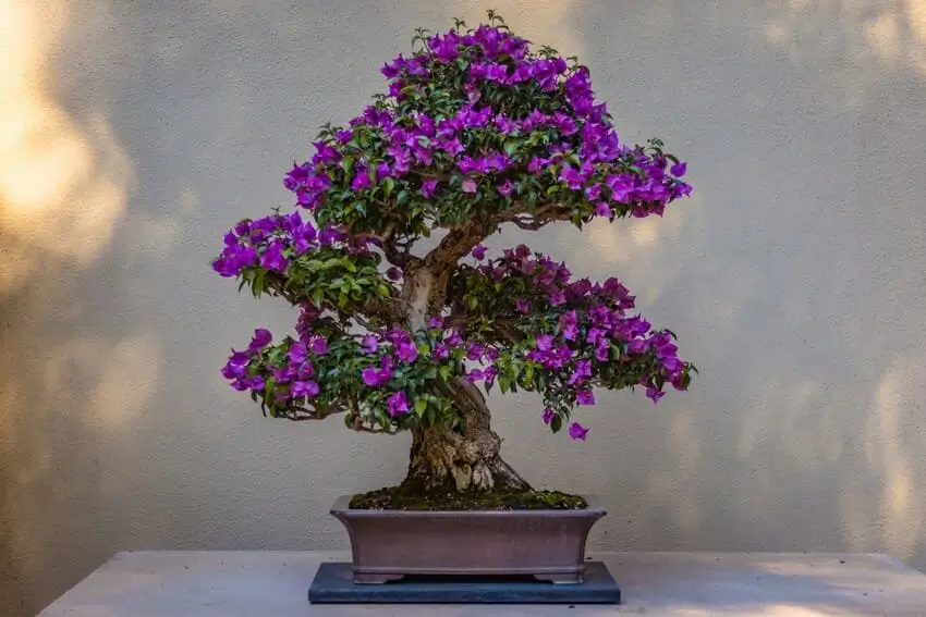 Jenis Tanaman Bonsai