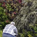 Langkah-Langkah Pembuatan Vertical Garden