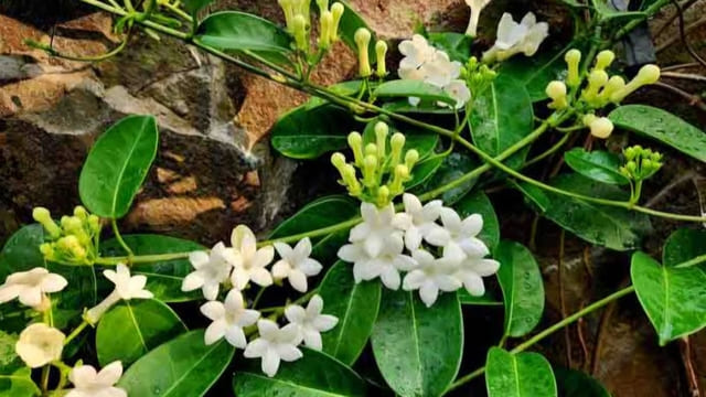 Jenis Tanaman Vertical Garden