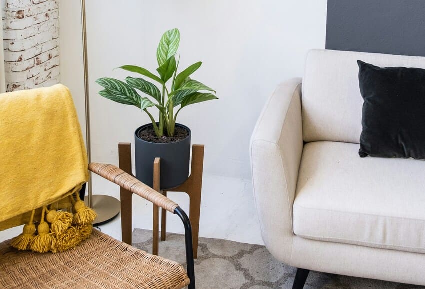 Tanaman Hias Paling Favorit Tahun Ini