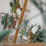 Tanaman Hias Termahal di Indonesia