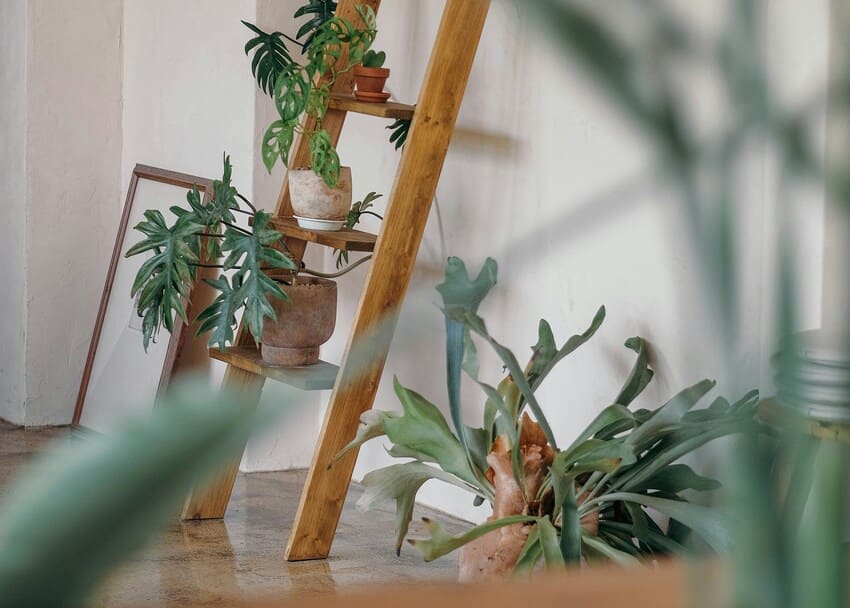 Tanaman Hias Termahal di Indonesia