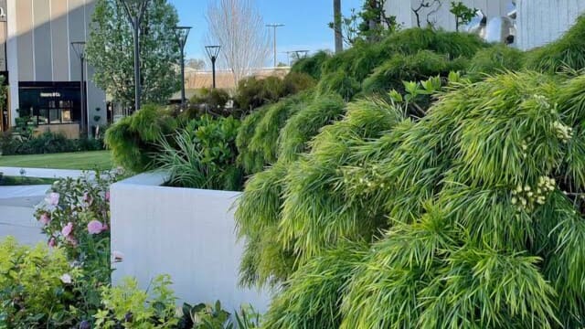 Jenis Tanaman Vertical Garden