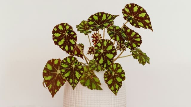 Rekomendasi Tanaman Bunga untuk Vertical Garden