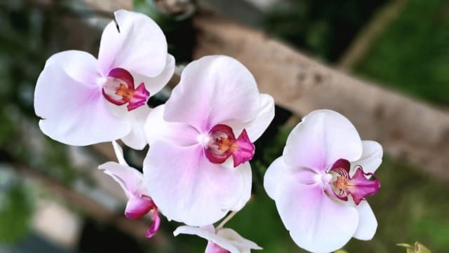 Jenis Tanaman Vertical Garden