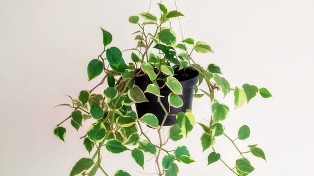 Jenis Tanaman Vertical Garden