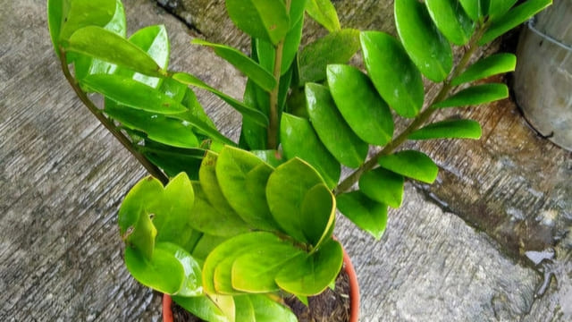 Jenis Tanaman Vertical Garden