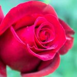 Jenis Mawar Paling Populer