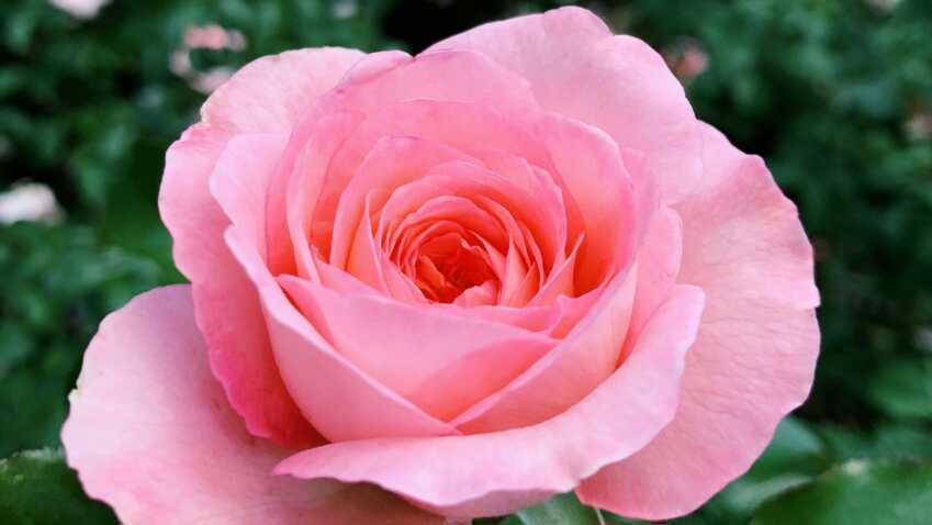 Jenis Mawar Paling Populer