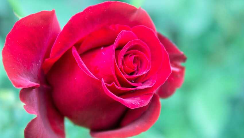 Jenis Mawar Paling Populer