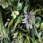 Jenis Tanaman Vertical Garden