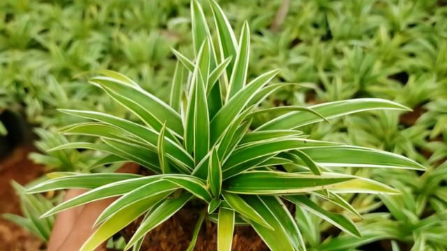 Jenis Tanaman Vertical Garden