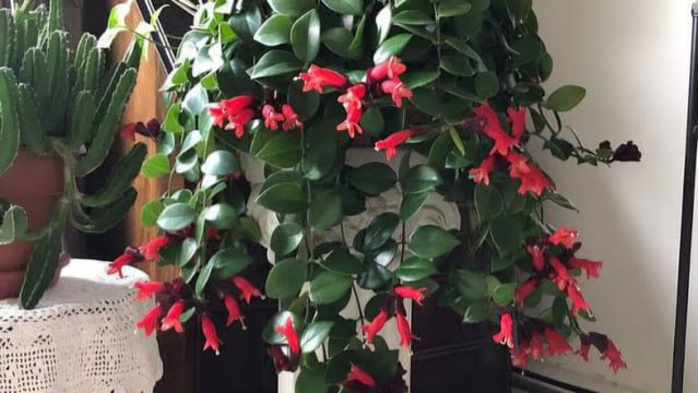 Jenis Tanaman Vertical Garden