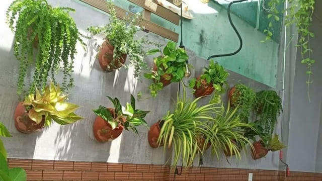 Material dan Tanaman untuk Taman Vertikal