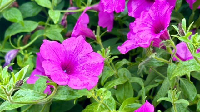 Rekomendasi Tanaman Bunga untuk Vertical Garden