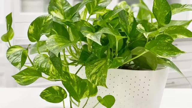 Jenis Tanaman Vertical Garden