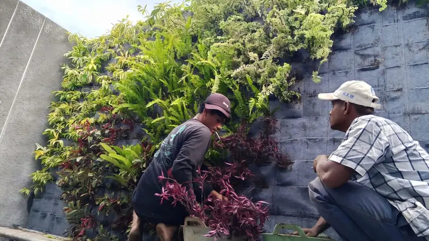 Tanaman Vertical Garden Mudah Tumbuh dan Adaptif