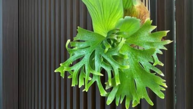 Jenis Tanaman Vertical Garden