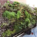 Tips Membuat Taman Vertikal di Ruang Terbatas