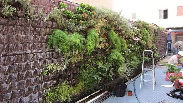 Tips Membuat Taman Vertikal di Ruang Terbatas