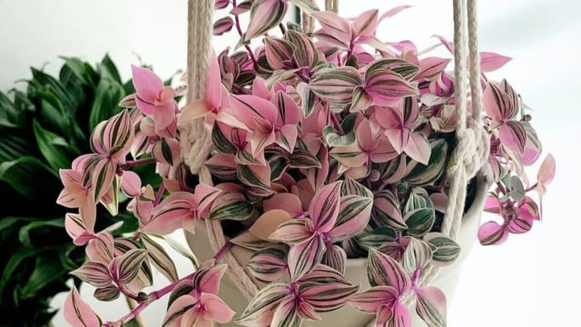 Jenis Tanaman Vertical Garden