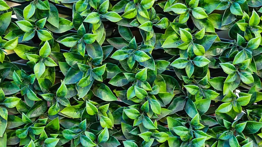 Vertical Garden Sintetis