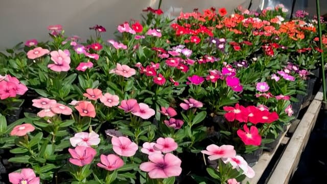 Rekomendasi Tanaman Bunga untuk Vertical Garden