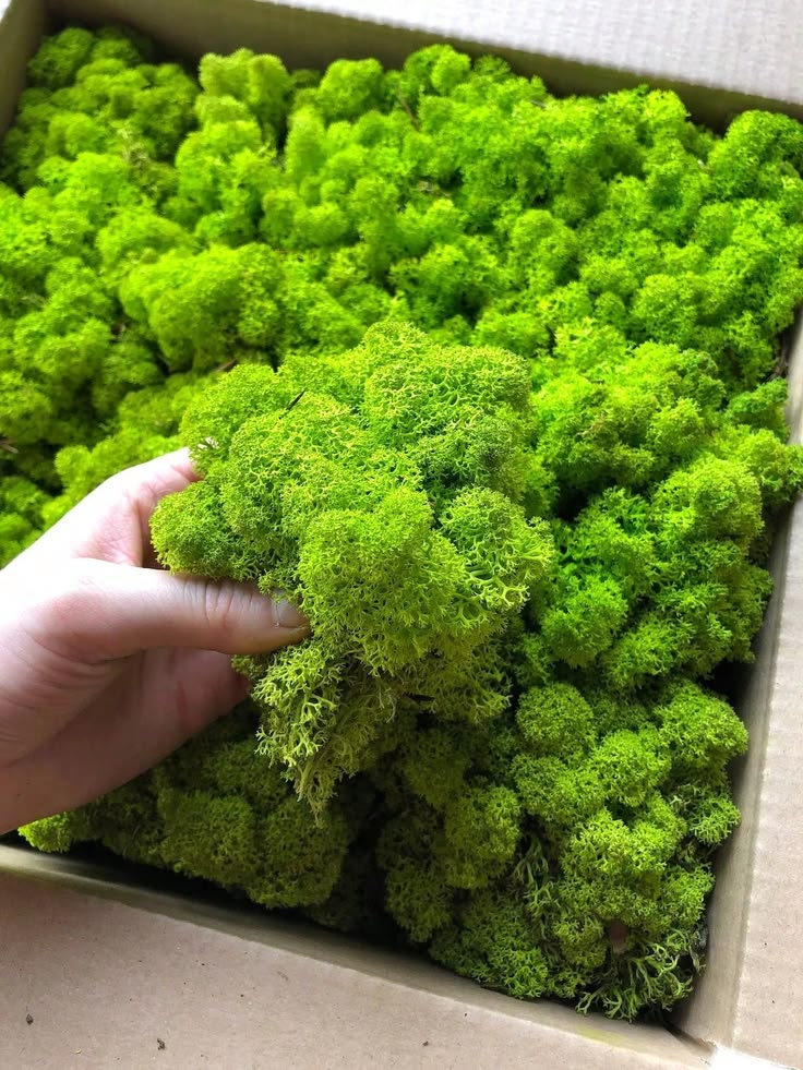 Preserved Moss What Is It and What Are Its Advantages