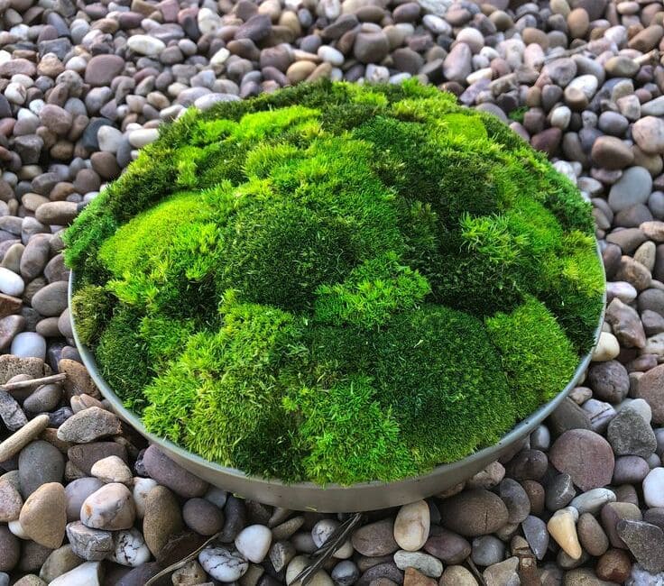 Preserved Moss What Is It and What Are Its Advantages