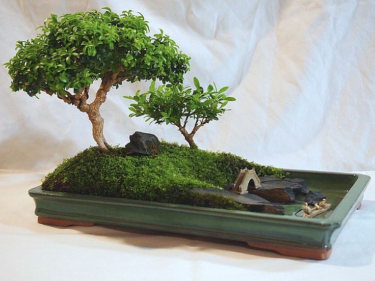 Sustainable Moss Harvesting