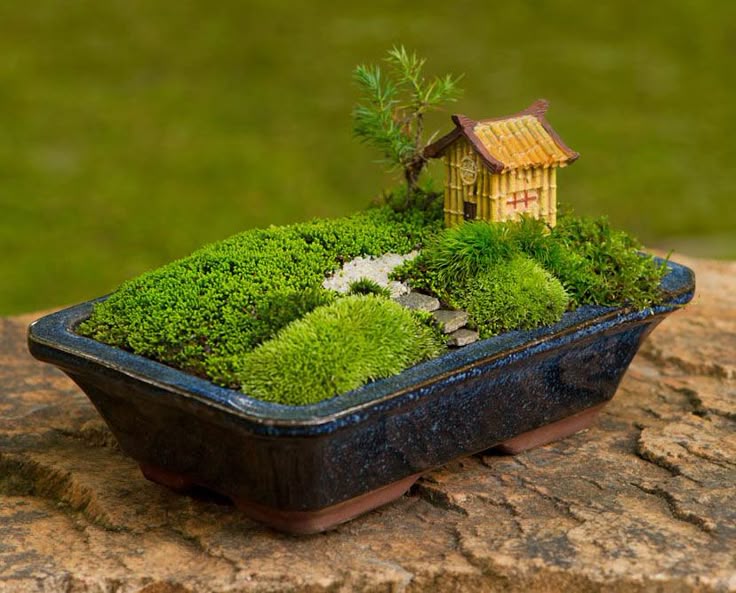 Sustainable Moss Harvesting